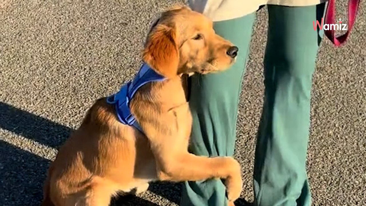 Puppy's reaction to seeing cows for first time leaves millions in stitches (video)
