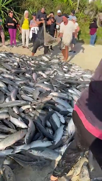 Mais de 50 mil tainhas são capturadas por pescadores artesanais na Grande Florianópolis
