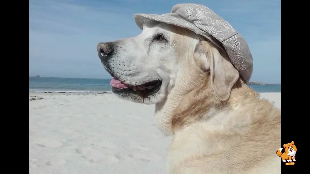 Preparing Your Home For New Dog _ V4 _ Dog Videos _ Dogs _  Dog _ Dog As a Pet _ Cute Dogs _ Mr Dog