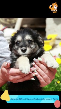 Small | S1281 #cute #cutedog #dog #cutedog #dogs #cute #shorts #youtubeshorts #tiktok #puppy #pets