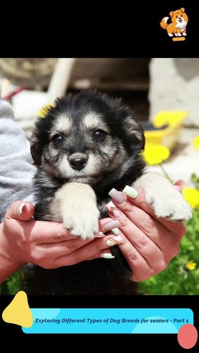 Small | S1281 #cute  #cutedog #dog #cutedog #dogs #cute #shorts #youtubeshorts #tiktok #puppy #pets