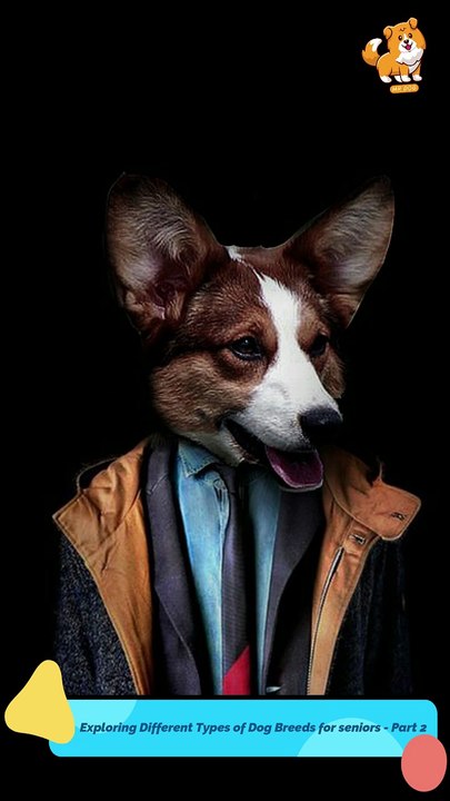 Low | S1282 #cute  #cutedog #dog #cutedog #dogs #cute #shorts #youtubeshorts #tiktok #puppy #pets