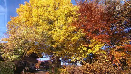 Sturm der Liebe 4442 folge