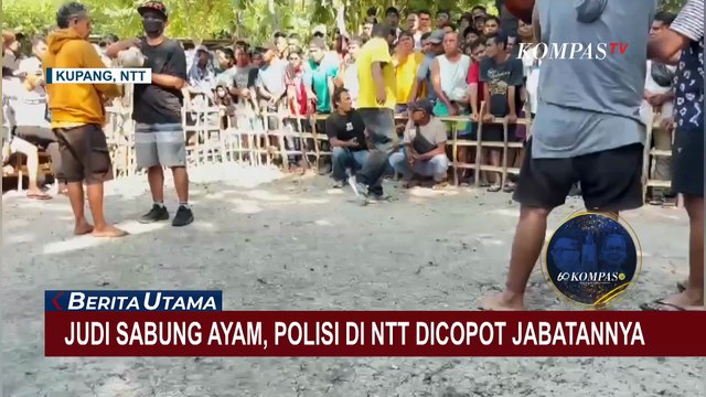 Oknum Polisi Terlibat Judi Sabung Ayam di Kupang, Dimutasi dan Dihukum Patsus
