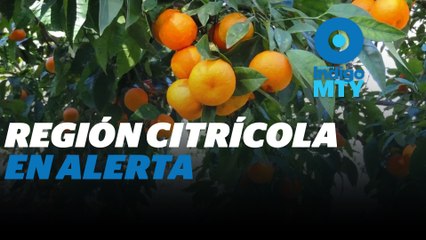 Escala violencia al servicio público en la región citrícola de NL | Reporte Indigo