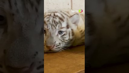 Zoológico no interior de SP anuncia o nascimento de três tigres brancos #shorts