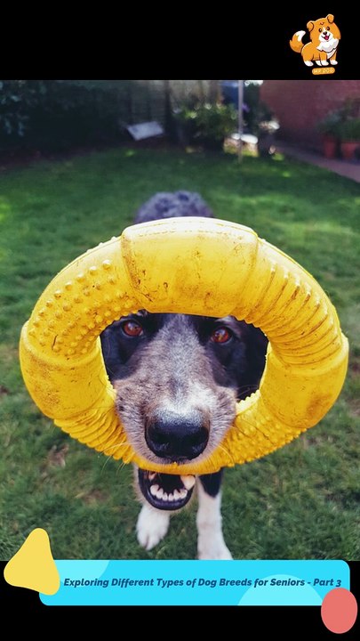 Allergy| S1283 #cute  #cutedog #dog #cutedog #dogs #cute #shorts #youtubeshorts #tiktok #puppy #pets