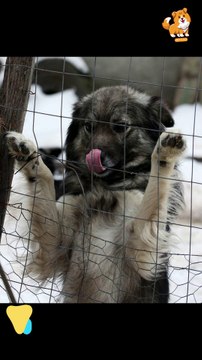 Giants | S1284 #cute #cutedog #dog #cutedog #dogs #cute #shorts #youtubeshorts #tiktok #puppy #pets