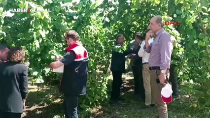 Kokarcaya karşı samuray arılar salındı