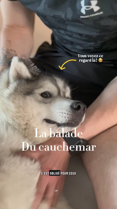 Les épillets progressent très vite 🌾 Les zones à risque sont : - Le nez - Les yeux - Les oreilles - Les parties intimes - Les pattes 🐾