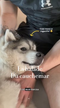 Les épillets progressent très vite 🌾 Les zones à risque sont : - Le nez - Les yeux - Les oreilles - Les parties intimes - Les pattes 🐾