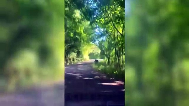 Lunigiana, cuccioli di cinghiale travolti e torturati per gioco: due giovani denunciati