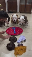El divertido juego de un hombre con sus tres perros