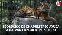 Zoológico de Chapultepec impulsa renacer de especies al borde de la extinción