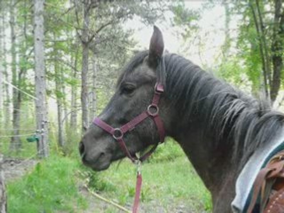 Ravageur essai tapis, selle et ballade