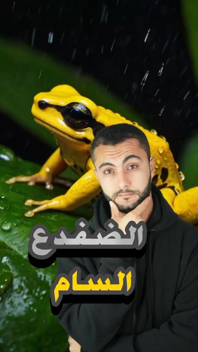 💀 كائن سام من لمسة واحدة؟https://psce.pw/7rhfqm#النواة #الضفدع_الذهبي_السام#Alnawa #dubai🇦🇪 #dubailife #Atelopus_zeteki  #trending #travel #nature #wildlife