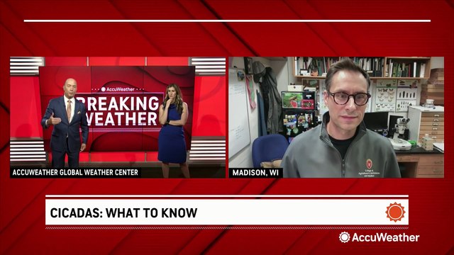 What to know about cicadas