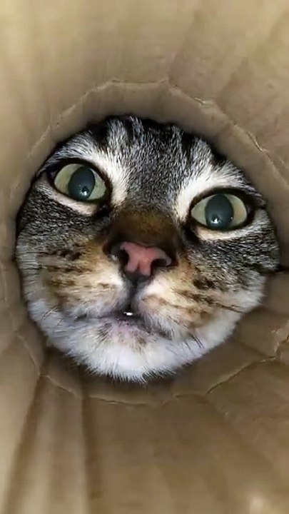 Cute Cate