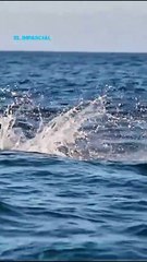 Mantarrayas voladoras en isla del Tiburón