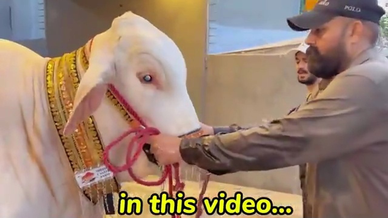 Big Cow Hits Haider During Shower😱Mandi Shopping Completed🙏🏻