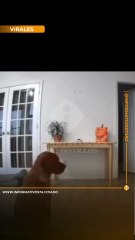 Un perro intenta robar comida moviendo la cámara de seguridad, pero un gato lo delata