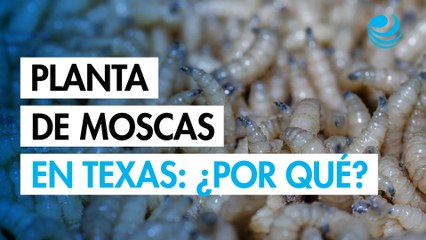 EU abrirá planta de moscas estériles en Texas contra el gusano barrenador