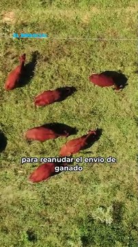 Ganaderos de EE.UU ya están sufriendo las consecuencias