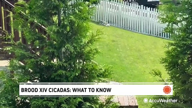 Brood XIV cicadas: what you need to know