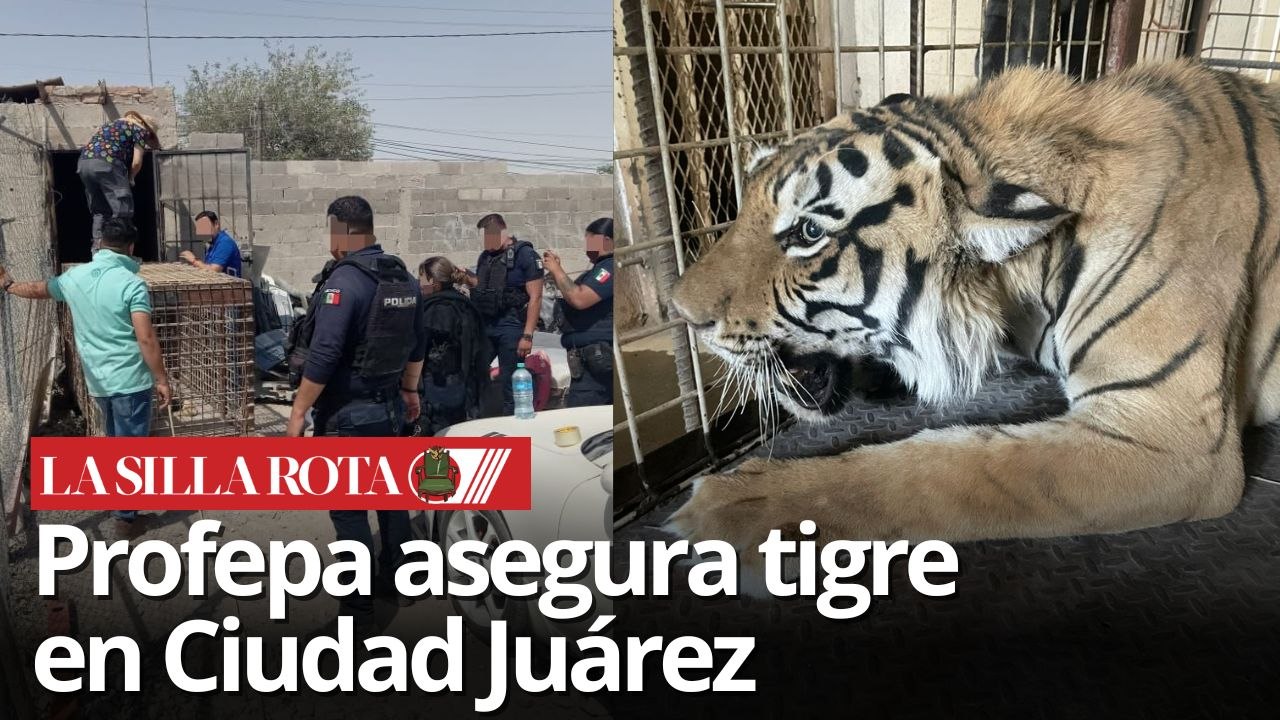 Rescatan a tigre en taller mecánico de Ciudad Juárez