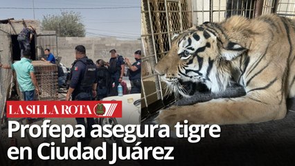 Rescatan a tigre en taller mecánico de Ciudad Juárez