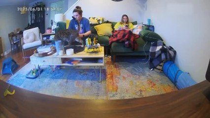 Cat Causes Lego Chaos During Evening Build Session