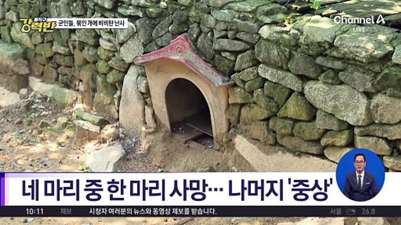 [돌직구 강력반]반려견에 비비탄 난사한 군인들