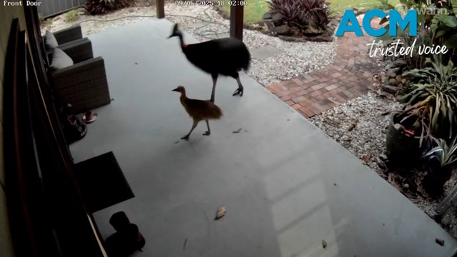 Cassowary family chases mother and daughter in Queensland