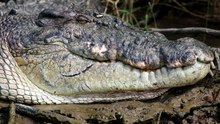 Crocodilian Charmer Scarface