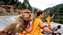 A monkey doing vlog in jungle with people - video Dailymotion