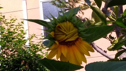 ヒマワリが咲きそうです