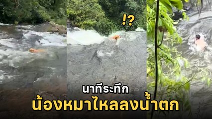 นาทีชีวิต ! เจ้าของกระโดดช่วยหมาตกน้ำตกตาดเยือง รอดหวุดหวิดทั้งคู่