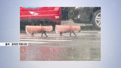 "진짜 귀엽네"...돗자리 우비 등장으로 열린 '우비 패션쇼' [앵커리포트] / YTN