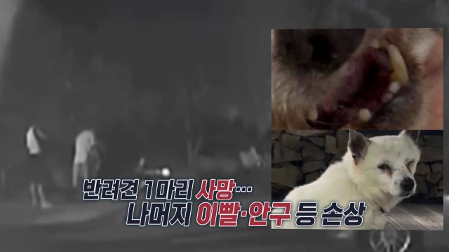 묶여 있는 반려견에 비비탄 난사한 '현역 군인'...한 마리 결국 숨져 [앵커리포트] / YTN