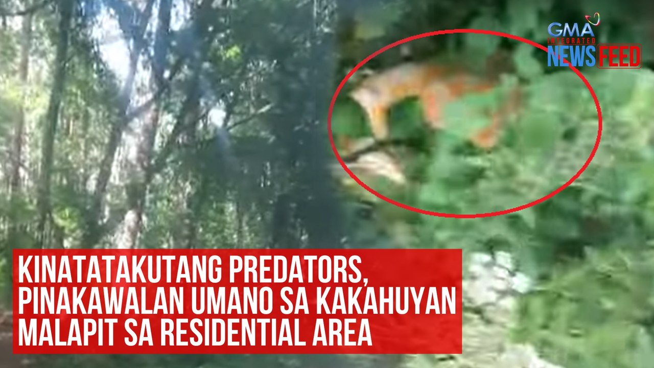 Kinatatakutang predators, pinakawalan umano sa kakahuyan malapit sa residential area | GMA Integrated Newsfeed