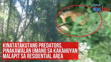 Kinatatakutang predators, pinakawalan umano sa kakahuyan malapit sa residential area | GMA Integrated Newsfeed