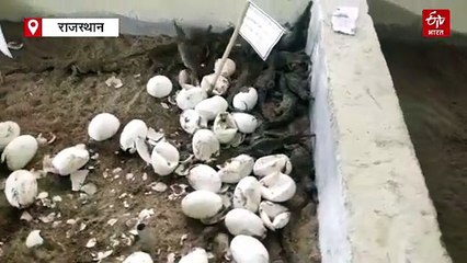 1500 नन्हें घड़ियालों की चंबल में दस्तक, वन विभाग की टीम संरक्षण में जुटी