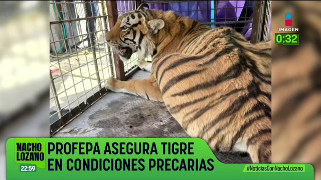 La Profepa aseguró un tigre en condiciones precarias en Chihuahua