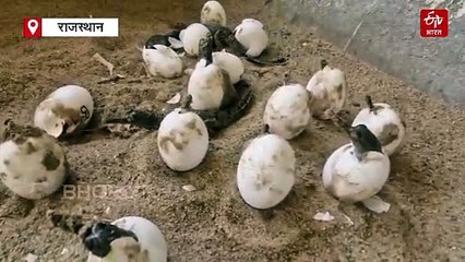 1500 नन्हें घड़ियालों की चंबल में दस्तक, वन विभाग की टीम संरक्षण में जुटी