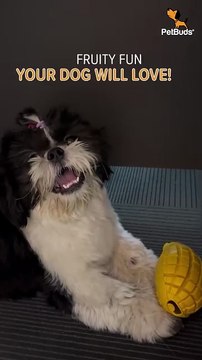 Mango Rubber Chew Toy - Petbuds