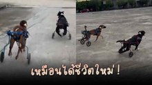 ฮีลใจสุด ๆ ! น้องหมาพิการได้วีลแชร์ตัวใหม่ วิ่งเล่นอย่างสนุกสนานเหมือนได้ชีวิตใหม่