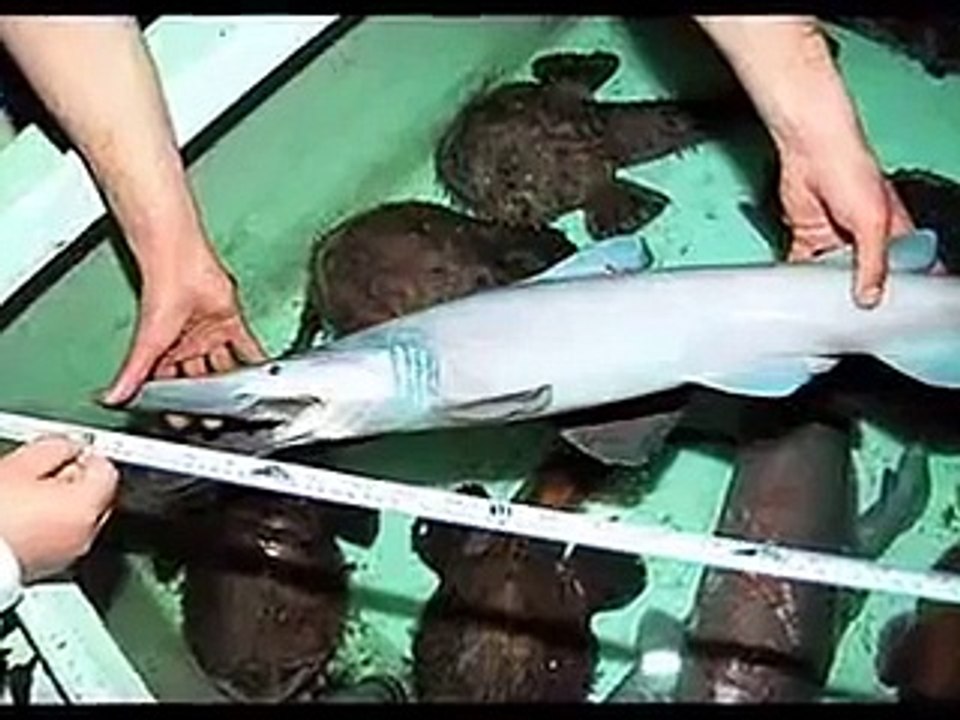 The Real Sea Monsters 2 Goblin Shark