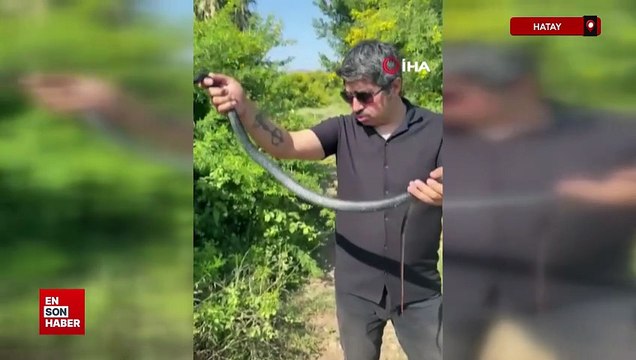 Hatay'da Zararsız, öldürmeyin dediği yılan bir anda elini ısırdı