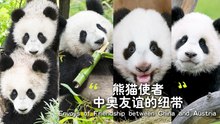 熊猫使者——中奥友谊的纽带 Envoys of Friendship between China and Austria