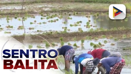 Supply ng fertilizer ng bansa, sapat sa kabila ng girian ng Israel at Iran ayon sa D.A.